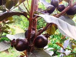 Black Guava Fruit Plant Manufacturer & Supplier in India